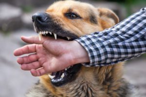 Dog bite compensation claim