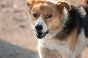 Pet dog on a walk