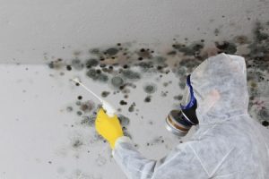 how much compensation for damp and mould