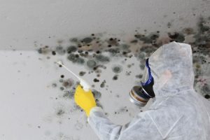 A person in a hazard suit sprays mould remover at black mould. 