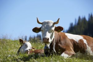 Farm animal injury and attack compensation claims guide