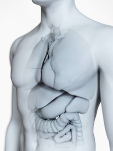 Model of a person's organs showing serious damage
