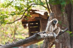 Gibbon ape sitting on a tree branch within a zoo