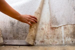 person pulling back wallpaper to reveal mould spores on wall underneath